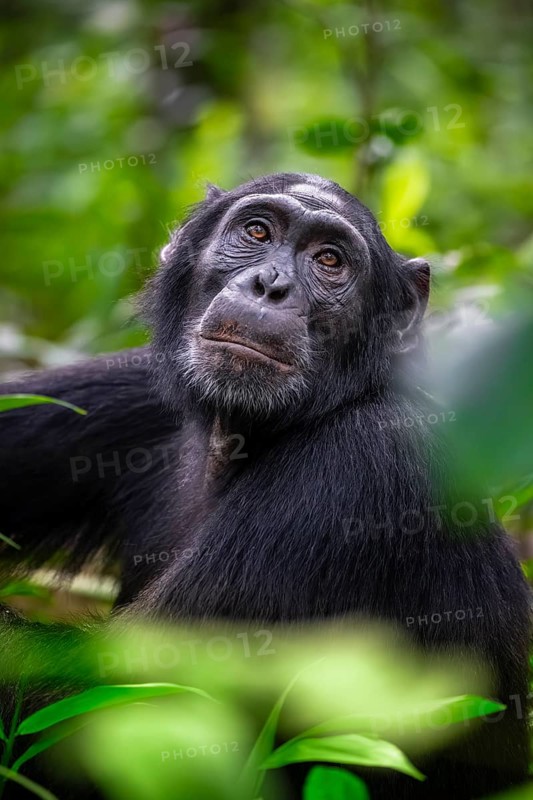 Animal portrait, chimpanzee (Pan Troglodytes) looking longingly, hopeful, adult male between leaves in the jungle, Kibale National Park, Uganda