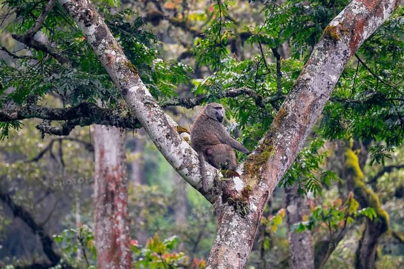 Olive baboon (Papio anubis) sitting in a tree in a branch fork, Bwindi Impenetrable Forest, Uganda