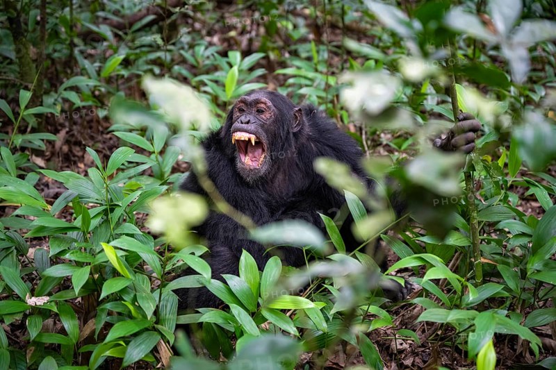 Chimpanzee (Pan Troglodytes) showing teeth, aggression, males on the ground, jungle in Kibale National Park, Uganda