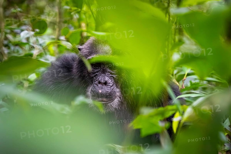 Chimpanzee (Pan Troglodytes), old man on the ground, atmosphere, green jungle in Kibale National Park, Uganda