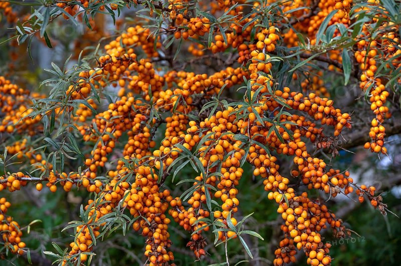 Ripe sea buckthorn fruits (Hippophae rhamnoides) on a bush, Darß, Mecklenburg-Western Pomerania, Germany