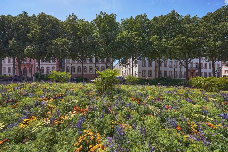Garden area, flower bed, trees, general architecture, pedestrians as a secondary motif, blue sky, cumulus clouds, Schillerplatz, Mainz, state capital, district-free city, Rhineland-Palatinate, Germany