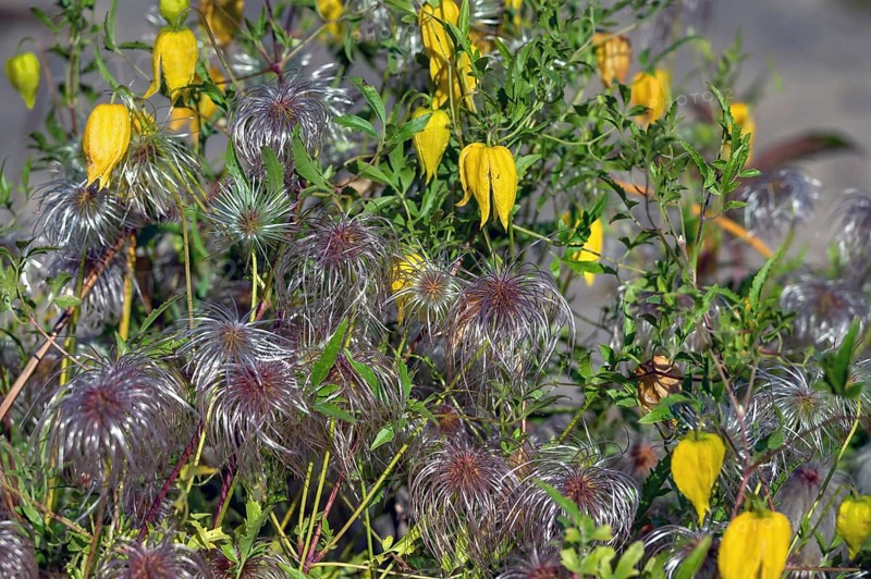 Gold Clematis (Clematis tangutica), Ahrenhoop, Darß, Mecklenburg-Western Pomerania, Germany