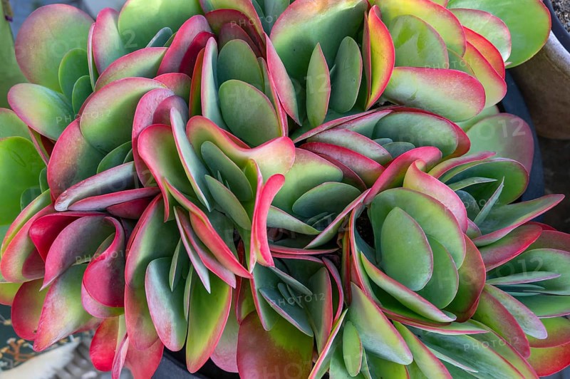 Leaves of the fat hen (Sedum), Bavaria, Germany