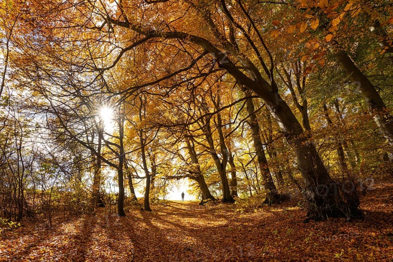 Bright autumn forest with large trees along a sunny hiking trail. Golden leaves cover the ground, warm light and clear air create Indian summer atmosphere, Swabian Jura, Baden-Württemberg, Germany