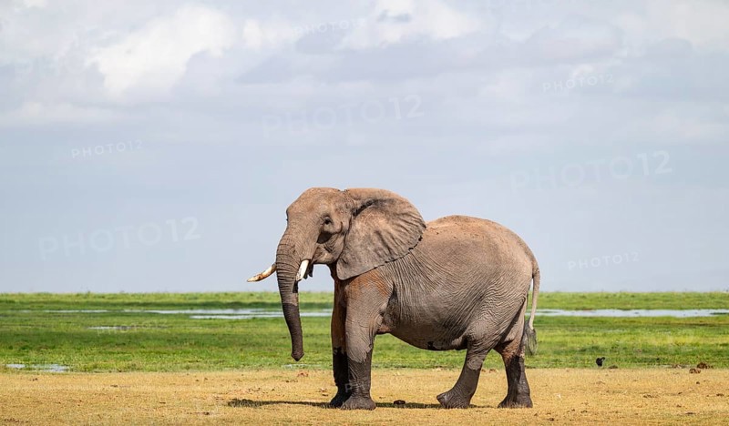 African elephant (Loxodonta africana), bull elephant, Amboseli National Park, Rift Valley Province, Kenya