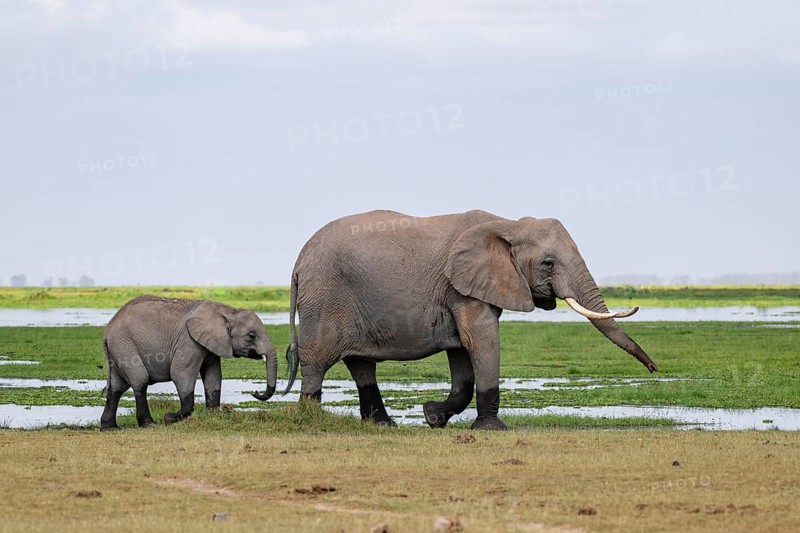 African elephant (Loxodonta africana), mother and young, near water, Amboseli National Park, Rift Valley Province, Kenya