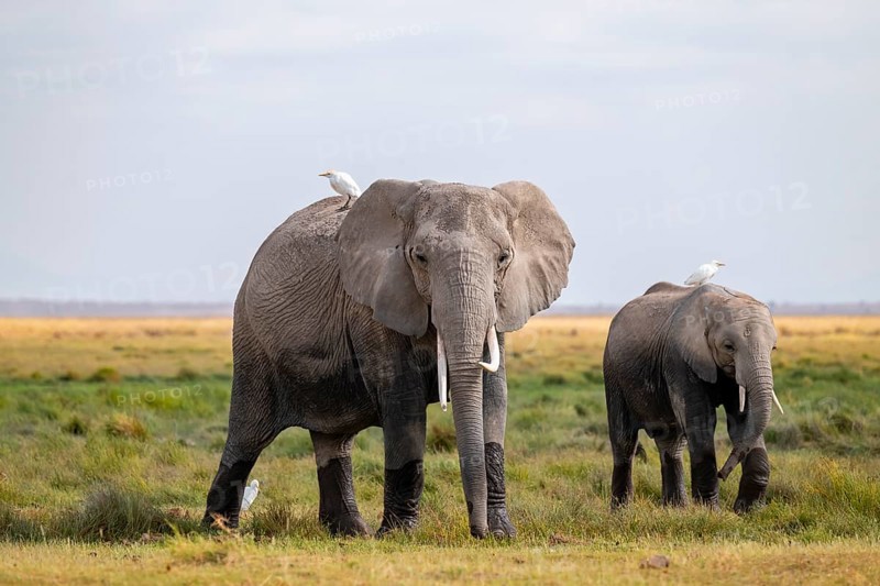 African elephant (Loxodonta africana), two animals in Longinye swamp with herons (Bubulcus ibis), Amboseli National Park, Rift Valley Province, Kenya