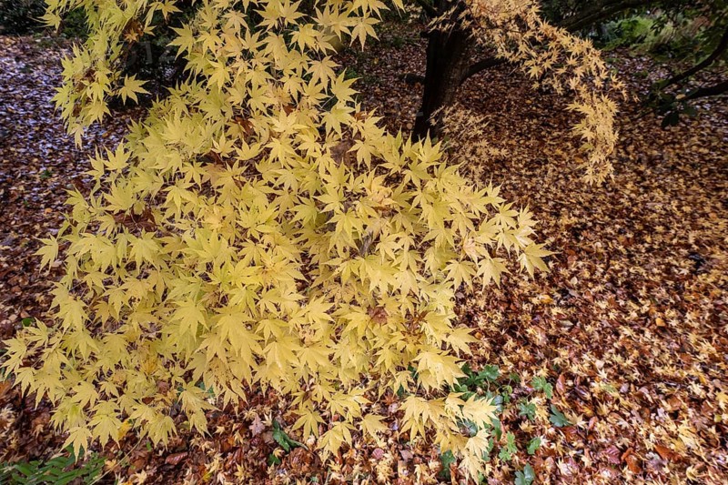 Japanese Japanese maple (Acer palmatum Sangu-Kaku) in autumn leaves, Emsland, Lower Saxony, Germany