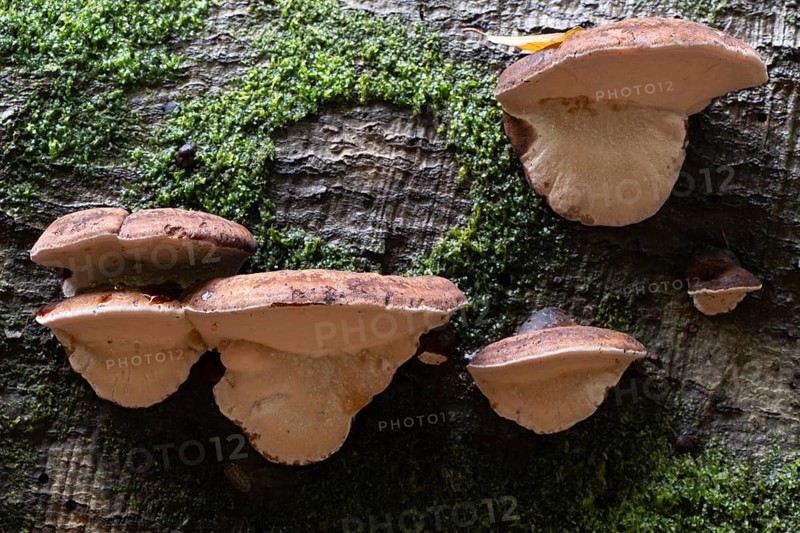 Hardwood resin porling (Ischnoderma resinosum), Emsland, Lower Saxony, Germany