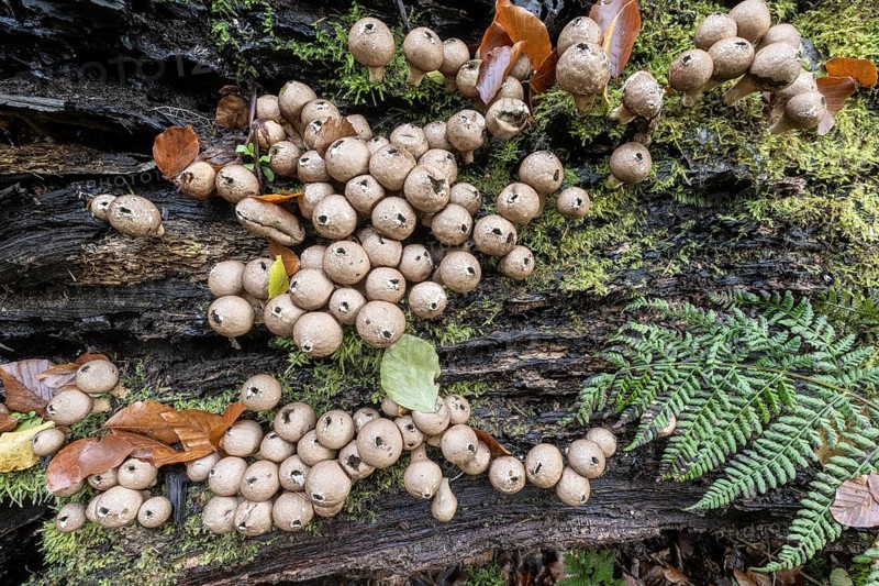 Pear Stäubling (Lycoperdon pyriforme), Emsland, Lower Saxony, Germany