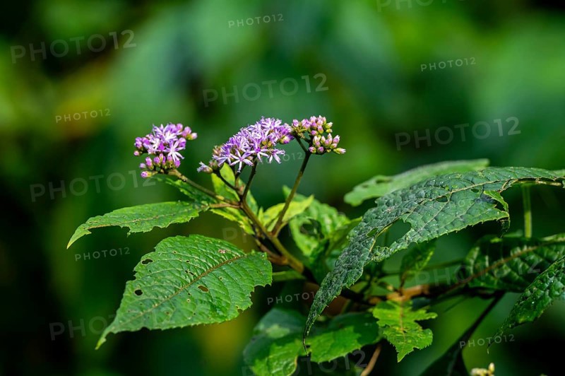 False aster (Vernonia auriculifera), with purple flower, Bwindi Impenetrable Forest, Uganda