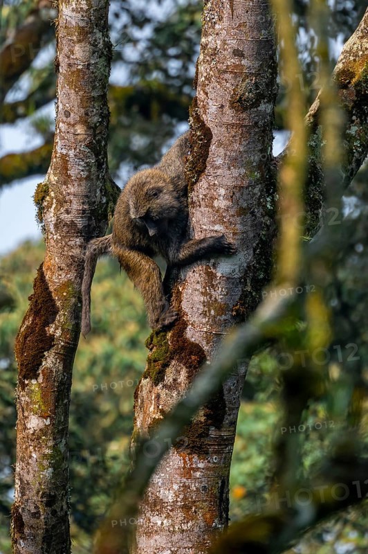 Anubispavian or green baboon (Papio anubis), climbing a tree trunk, Bwindi Impenetrable Forest, Uganda