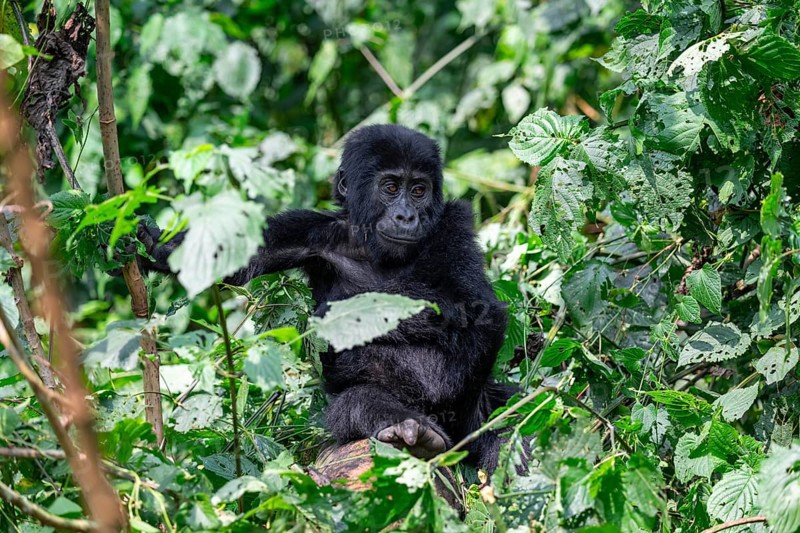 Young animal, mountain gorilla (Gorilla berengei berengei), Bwindi Impenetrable National Park, Uganda