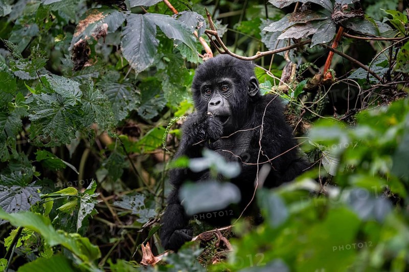 Young animal, mountain gorilla (Gorilla berengei berengei), Bwindi Impenetrable National Park, Uganda