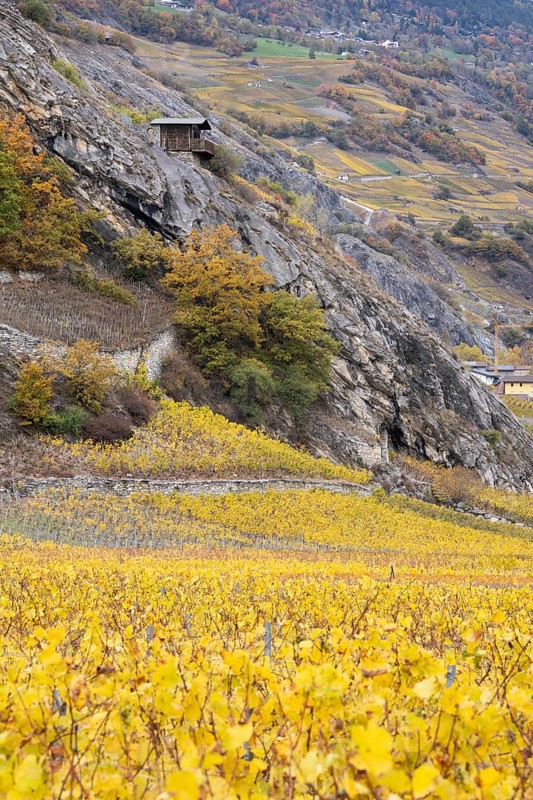Terraced grape vineyards in autumn colours in the Rhone Valley. Colourful yellow orange image. Valais, Switzerland