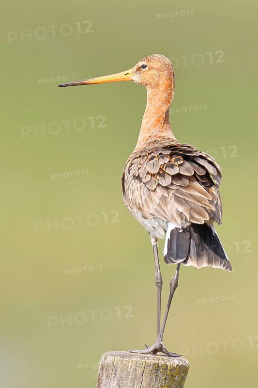 Blacktail (Limosa limosa), sitting room, on a fence post, snipe birds, wildlife, nature photography, wetland, ox moor, Dümmer See, Lembruch, Lower Saxony, Germany