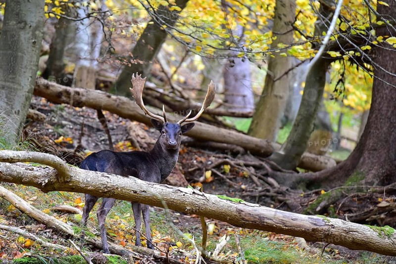Fallow deer with magnificent antler shovels (Dama dama) in autumn forest in Bavaria, Germany