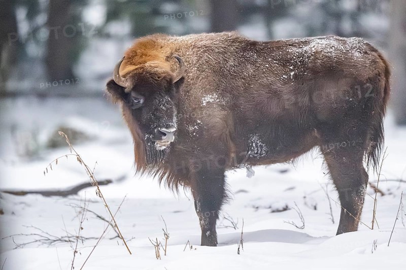 European bison (Bison bonasus) or Wisent standing on a meadow next to the forest in winter, snow, Bavaria, Germany