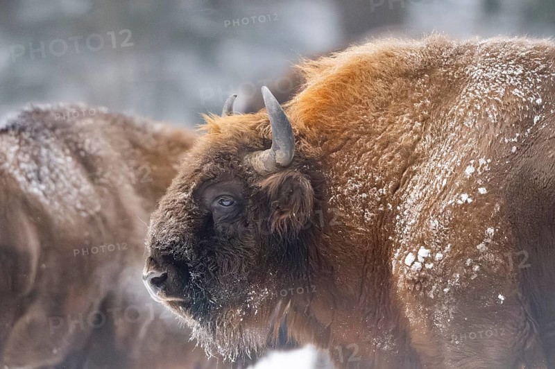 European bison (Bison bonasus) or Wisent portrait in winter, snow, Bavaria, Germany