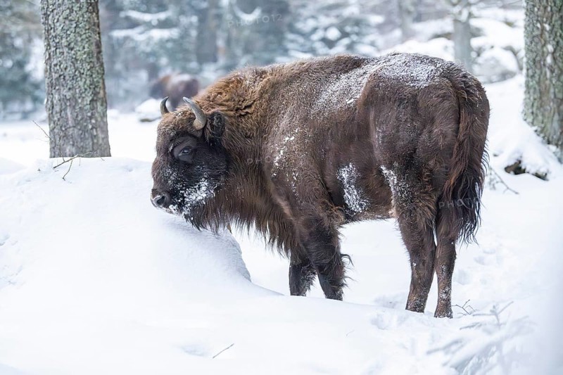 European bison (Bison bonasus) or Wisent standing on a meadow next to the forest in winter, snow, Bavaria, Germany