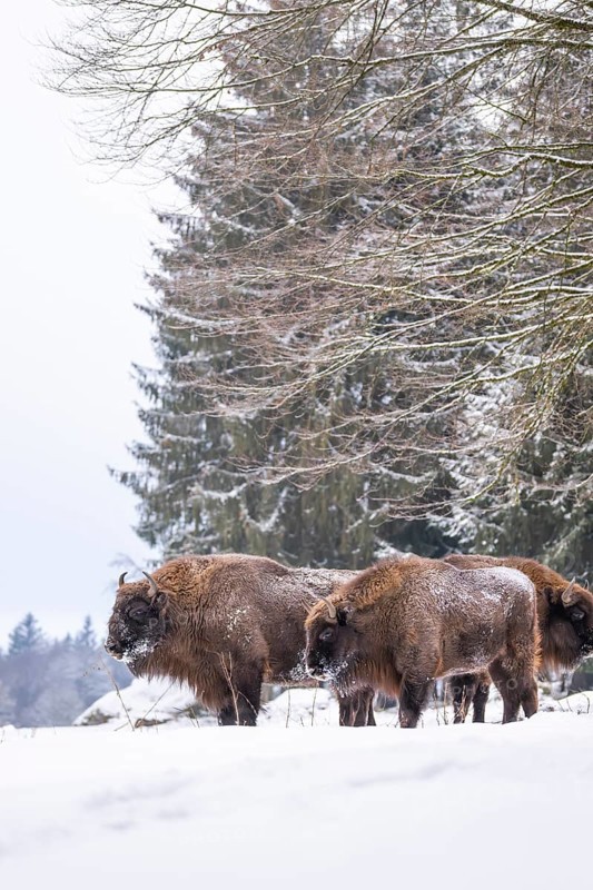 European bison (Bison bonasus) or Wisent standing on a meadow next to the forest in winter, snow, Bavaria, Germany