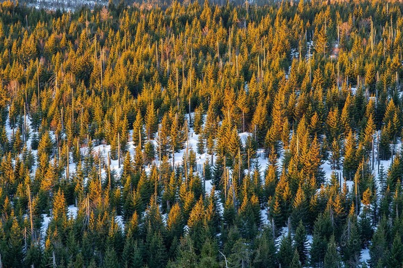 Norway spruce (Picea abies) trees and dead tree trunks from an aerial perspective at sunrise in winter, mount Lusen, Bavarian Forest, Bavaria, Germany
