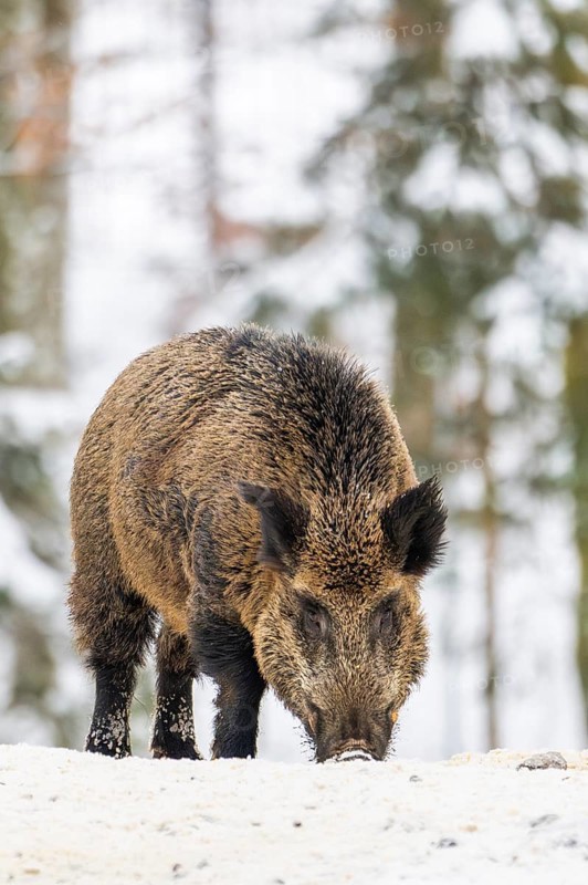 Wild boar (Sus scrofa) standing in a forest in winter, snow, Bavaria, Germany