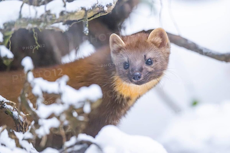 European pine marten (Martes martes) standing in the snow in winter, National Park Bavarian Forest, Bavaria, Germany