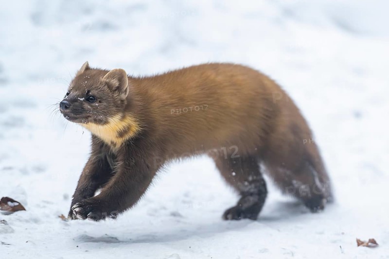 European pine marten (Martes martes) running in the snow in winter, National Park Bavarian Forest, Bavaria, Germany