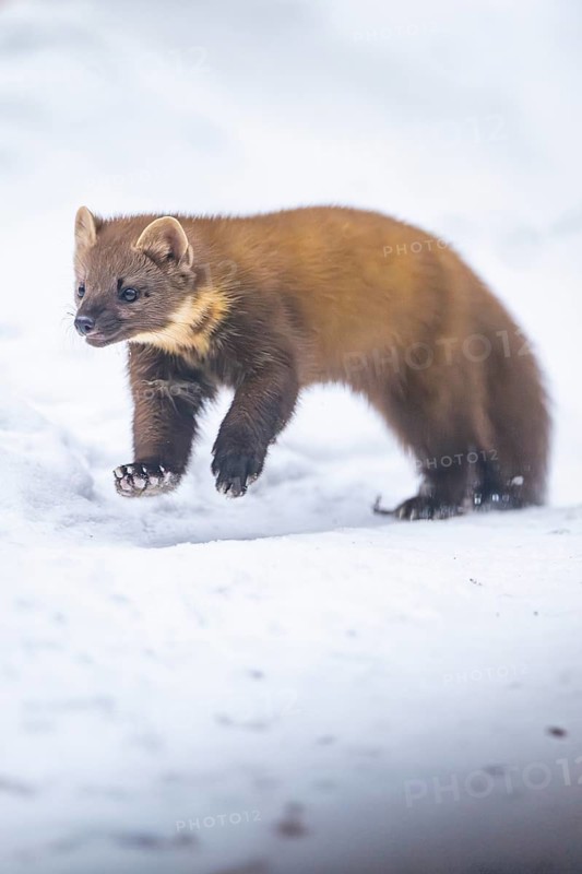 European pine marten (Martes martes) running in the snow in winter, National Park Bavarian Forest, Bavaria, Germany
