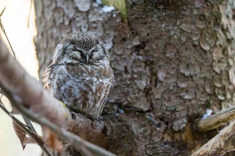 Great Horned Owl (Aegolius funereus) sitting on a branch in winter, National Park Bavarian Forest, Bavaria, Germany