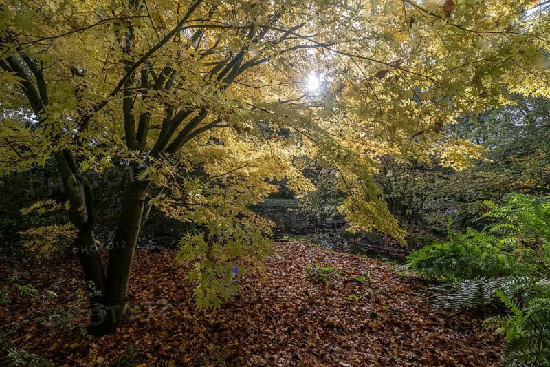 Japanese Japanese maple (Acer palmatum Sangu-Kaku) in autumn leaves, Emsland, Lower Saxony, Germany