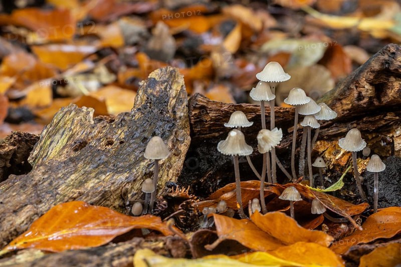 Helmlinge (Mycena), Emsland, Lower Saxony, Germany