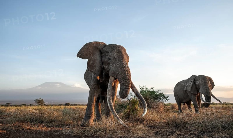 Two African elephants (Loxodonta africana) in a picturesque landscape with the summit of Mount Kilimanjaro, the famous Super Tusker elephant Craig and Pascal, old male with long tusks, in atmospheric evening light, Kajiado County, Kenya