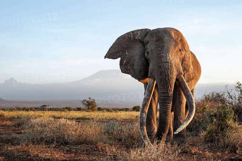 African elephant (Loxodonta africana), the famous Super Tusker elephant Craig, old male with long tusks, in picturesque landscape with the summit of Mount Kilimanjaro, in atmospheric evening light, Kajiado County, Kenya