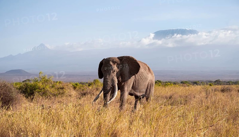 African elephant (Loxodonta africana) in picturesque landscape with the summit of Mount Kilimanjaro, old male with long tusks, in atmospheric evening light, Kajiado County, Kenya