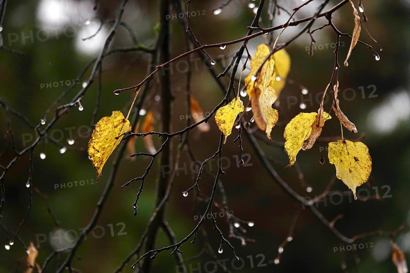 Autumn leaves with raindrops, Germany