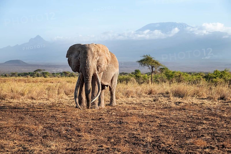 African elephant (Loxodonta africana) in picturesque landscape with the summit of Mount Kilimanjaro, the famous Super Tusker elephant Craig, old male with long tusks, in the evening light, Kajiado County, Kenya
