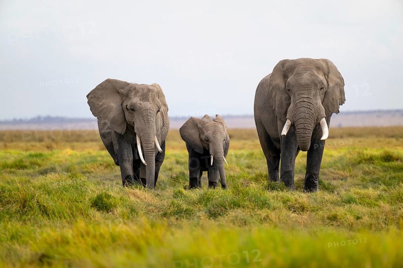 African elephant (Loxodonta africana), three animals in Longinye Swamp, Amboseli National Park, Rift Valley Province, Kenya