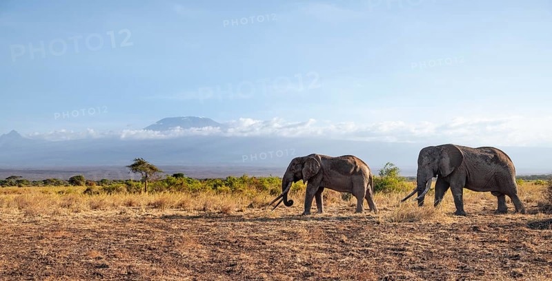 Two African elephants (Loxodonta africana) in a picturesque savanna landscape with the summit of Mount Kilimanjaro, the famous Super Tusker elephant Craig with his friend Pascal, old male with long tusks, in the evening light, Kajiado County, Kenya