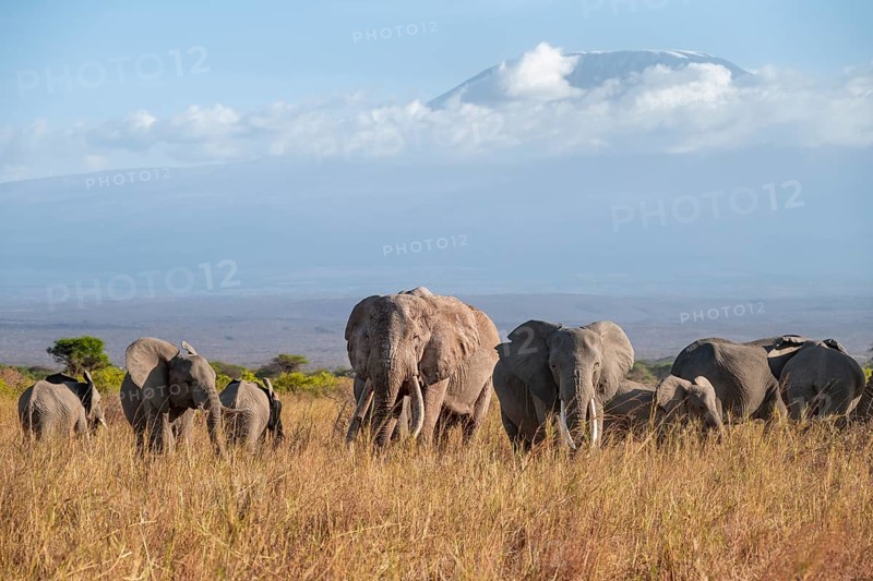 Group of African elephants (Loxodonta africana) in picturesque savanna landscape with the summit of Mount Kilimanjaro, the famous Super Tusker elephant Craig, old male with long tusks, in the evening light, Kajiado County, Kenya
