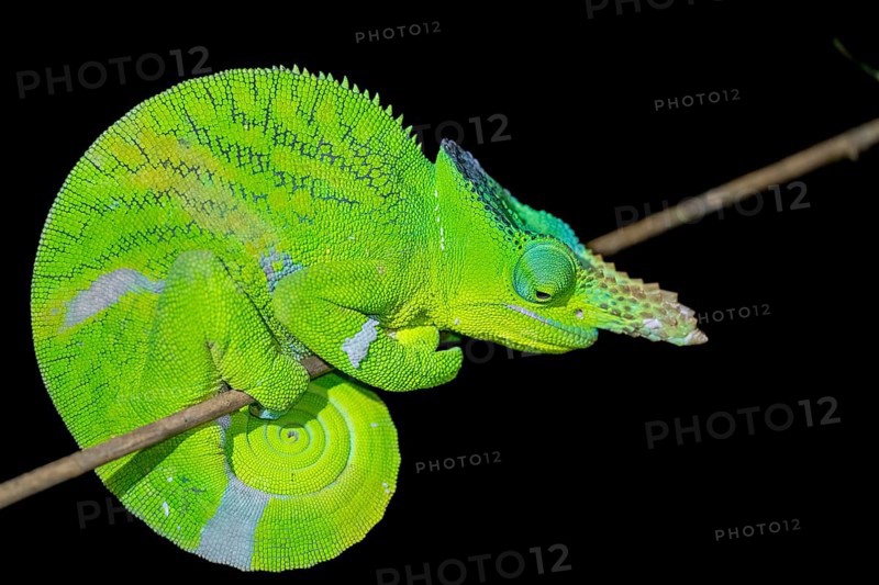 Matschie’s two-horned chamaeleon (Kinyongia matschiei), adult male, chameleon on a branch at night, Amani Nature Forest Reserve, Eastern Usambara Mountains, Tanga, Tanzania