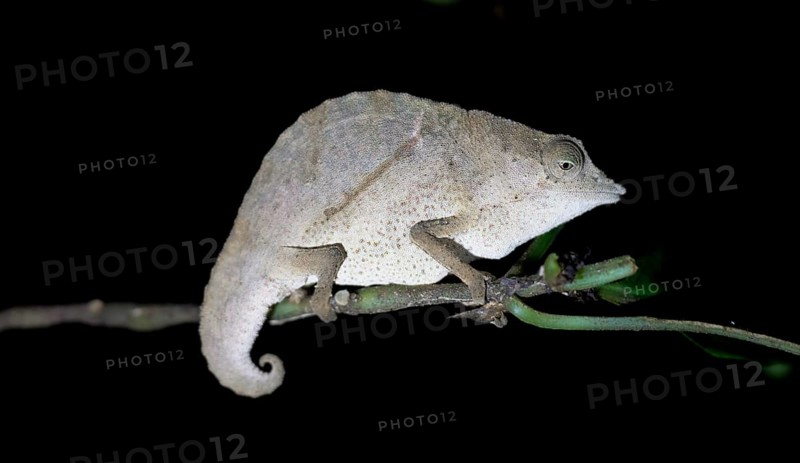 Zomba pygmy chameleon (Rieppeleon brachyurus), white chameleon on a branch at night, Amani Nature Forest Reserve, Eastern Usambara Mountains, Tanga, Tanzania