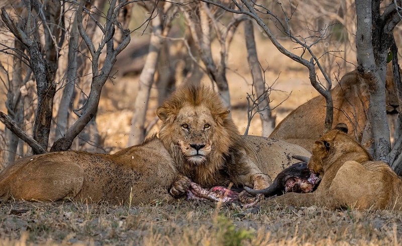 Lion (Panthera Leo) with kill, pack eats captured buffalo, adult male with prey, Moremi Game Reserve, Botswana