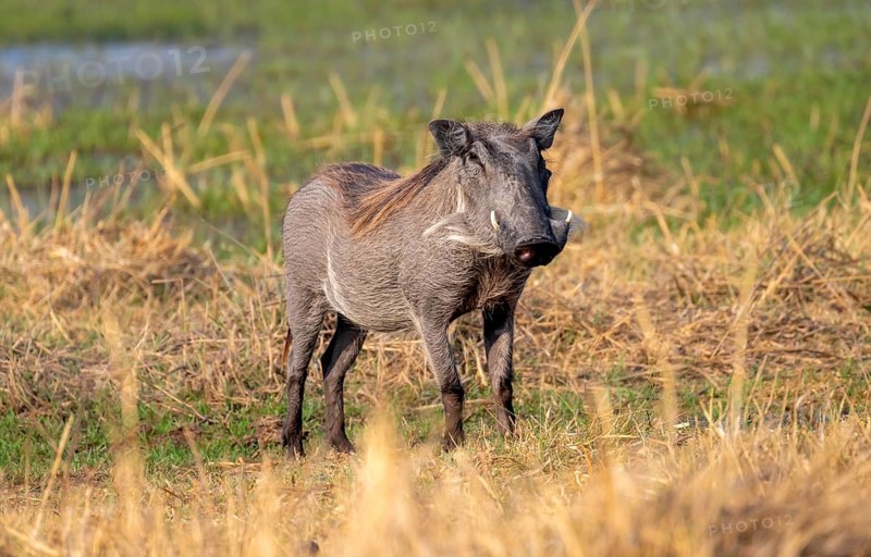 Common Warthog (Phacochoerus africanus), Moremi Game Reserve, Botswana