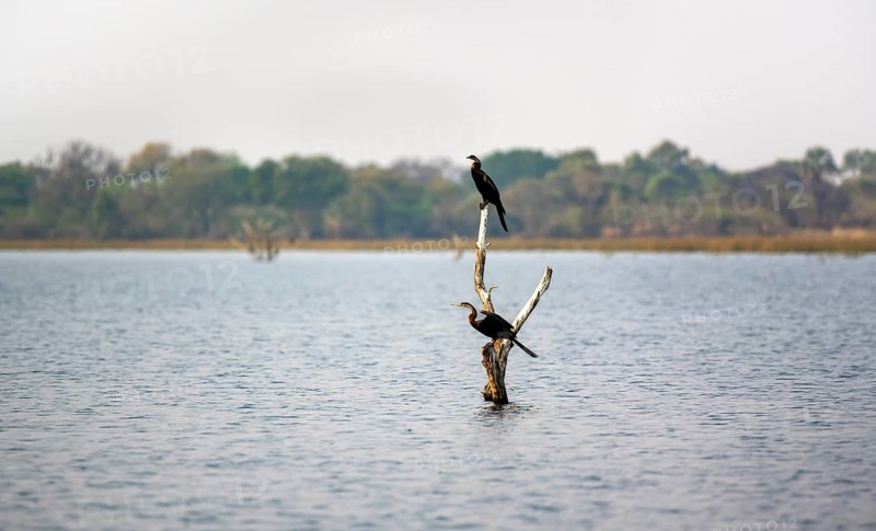 African Darter (Anhinga rufa), two birds sitting on a dead tree in the river, Thamalakane River, Okavango Delta, Botswana