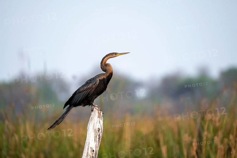 African Darter (Anhinga rufa) sitting on a dead tree, Thamalakane River, Okavango Delta, Botswana