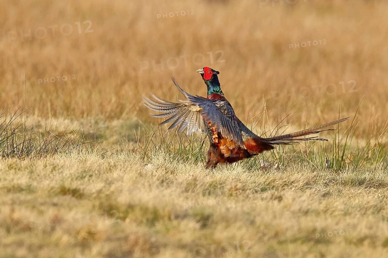 Pheasant, hunting pheasant (Phasianus colchicus), adult male bird courting in a meadow, area demarcation, wildlife, lembruch, ox moor, Dümmer nature park Park, Lower Saxony, Germany