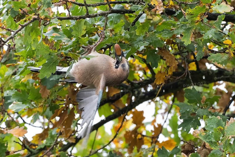 A jay (Garrulus glandarius) collects acorns in an oak tree (Quercus), Hesse, Germany